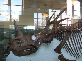 Стиракозавр