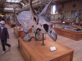 Трицераптос