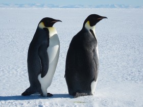 Императорский пингвин