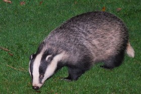 Badger