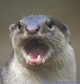 Индийская выдра