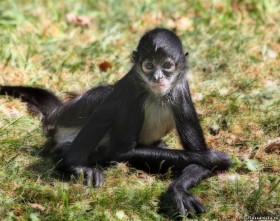 Коата Жоффруа