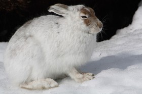 Mountain hare
