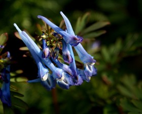 Corydalis