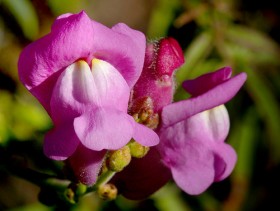 Antirrhinum