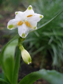 Белоцветник