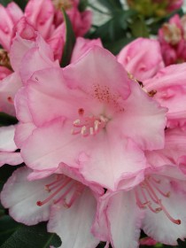 Рододендрон даурский