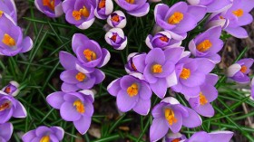 Крокус