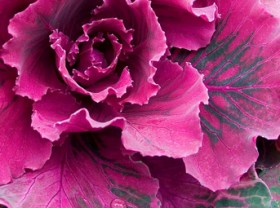 Декоративная капуста