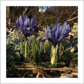 Иридодиктиум