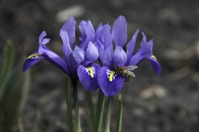 Иридодиктиум