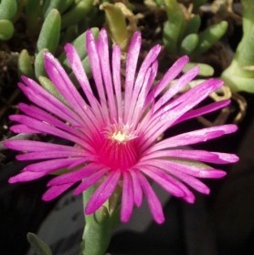 Делосперма