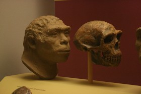 Homo erectus