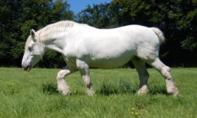 Бардиджано