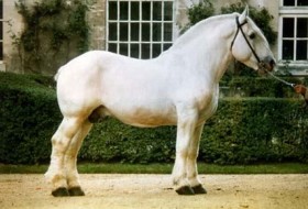 Бардиджано