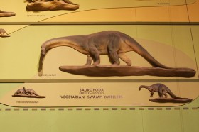 Sauropoda