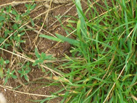 Земноводные