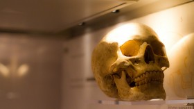 Человек разумный