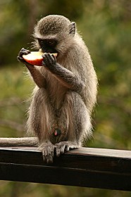 Обезьяна