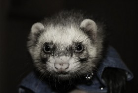 Лесной хорек