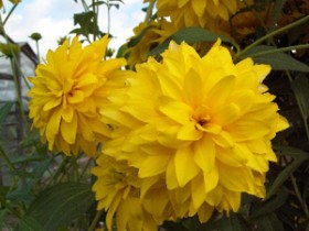 Рудбекия рассеченная