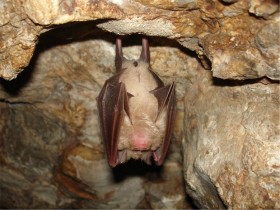 Большой подковонос