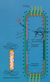 Бесхлорофильный синтез 