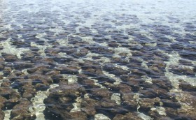 Современные стромалиты