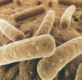 Бактерии - прокариоты