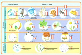 Виды эукариот и прокариот