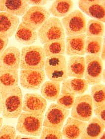 Многоклеточность