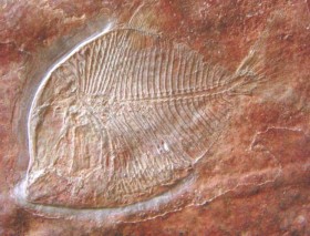 Остатки скелета рыбы 