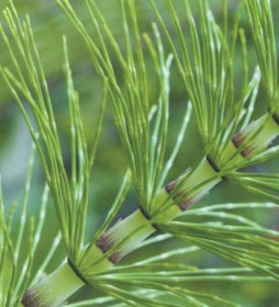 Хвощевидные сосудистые растения