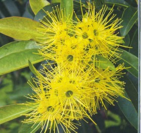 Цветок эвкалипта