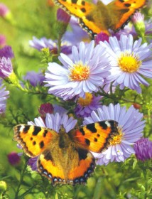 Цветковые растения