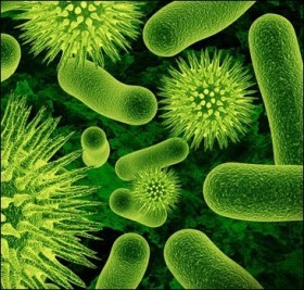 микроорганизмы