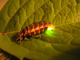 любовные подарки животных