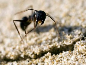 таинственные круги создают термиты