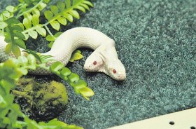 двухголовая калифорнийская змея