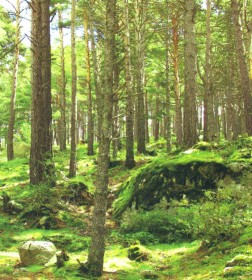 Сосновые леса