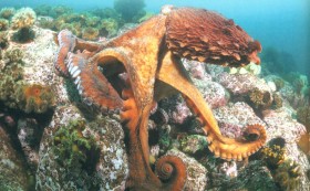 Гигантские осьминоги