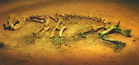 Останки пещерного медведя