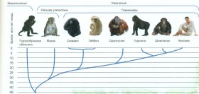 Эволюция приматов