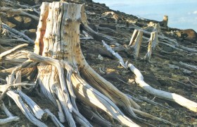 Вырубка лесов