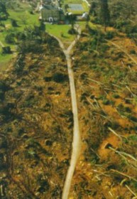 Ураган уничтожил лес