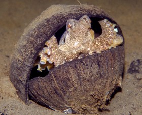 осьминог под кокосовой скорлупой