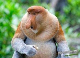 Обезьяна носач