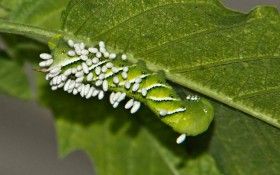 личинки осы наездницы