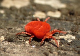 клеш краснотелка