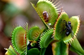 венерина мухоловка  (Dionaea muscipula)